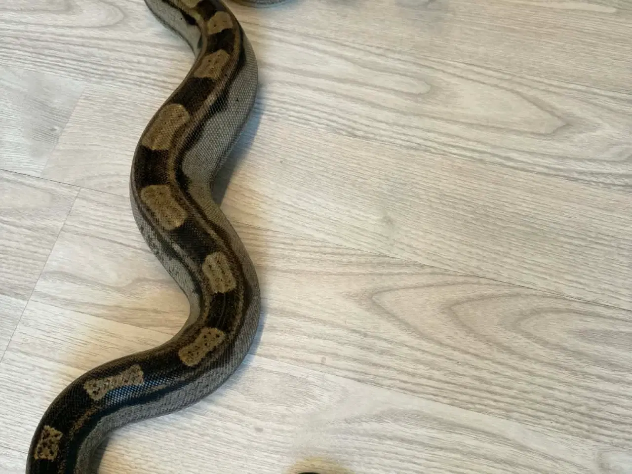 Billede 1 - To kongeboa 