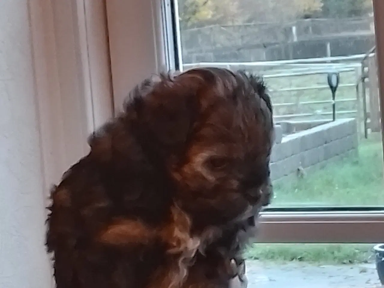 Billede 7 - Allergivenlig hvalp