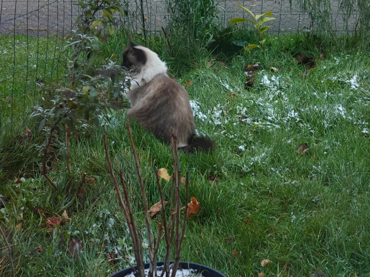 Billede 3 - Skøn Ragdoll 