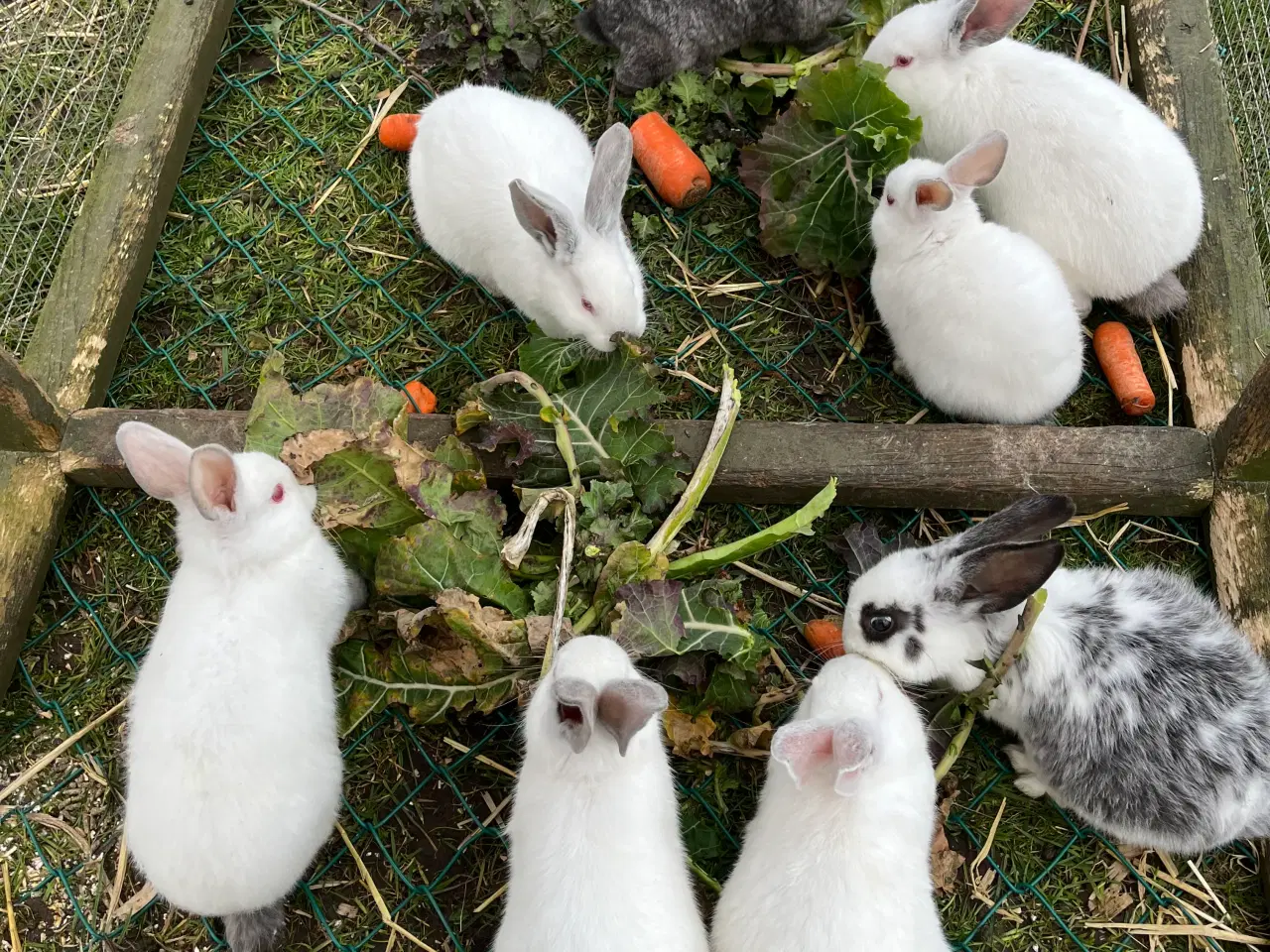Billede 8 - Kaninunger sælges