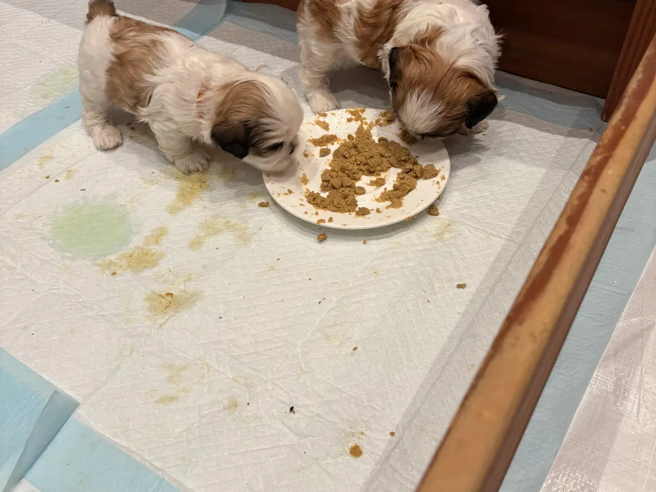 Billede 8 - Shih tzu hundehvalpe