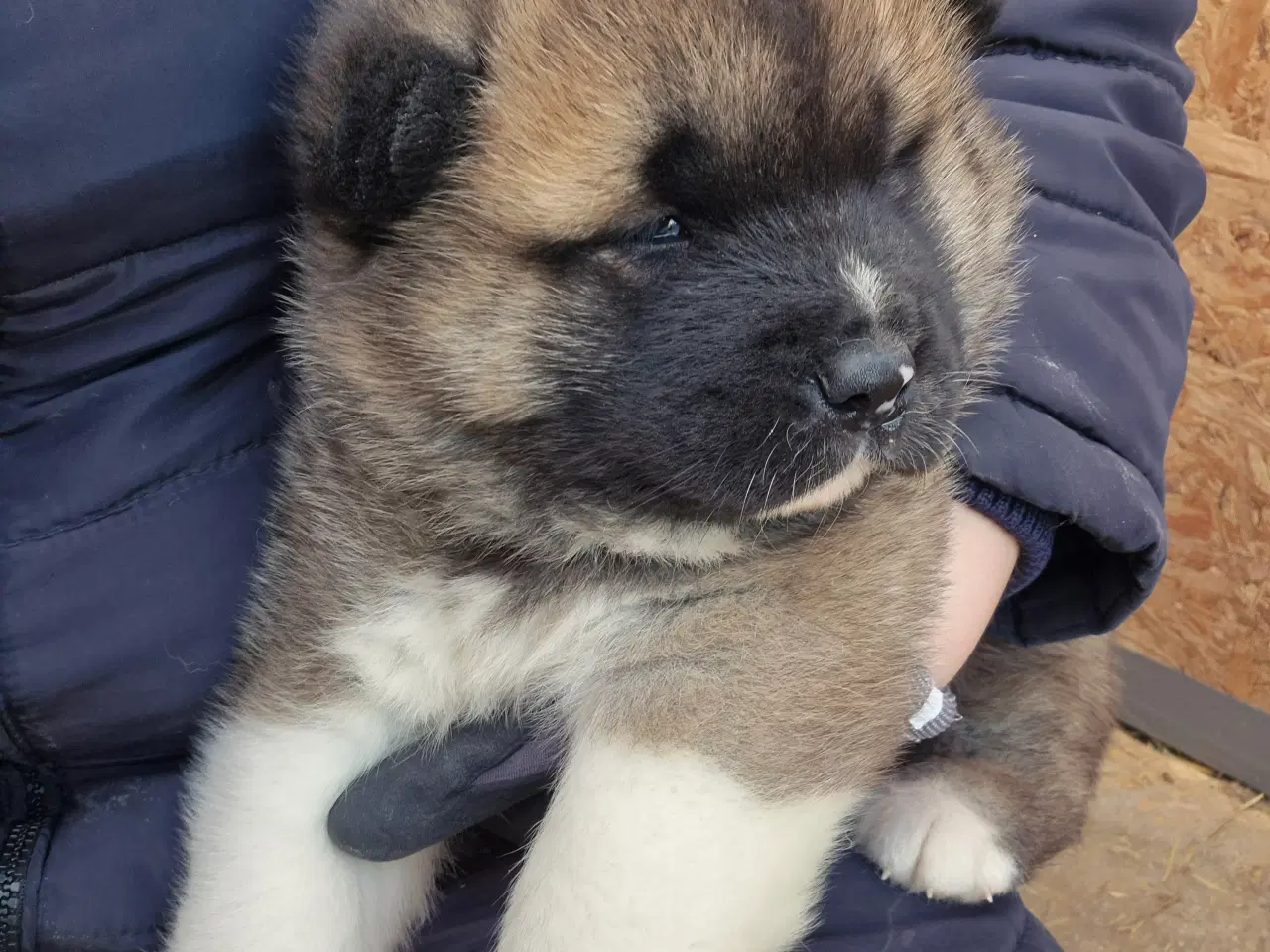 Billede 6 - Hvalpe Akita American