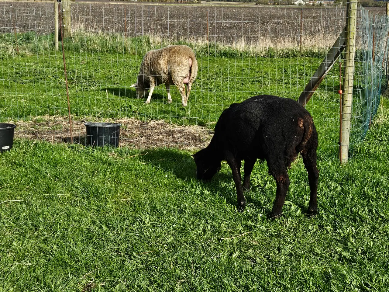 Billede 3 - Texel får fra februar 24