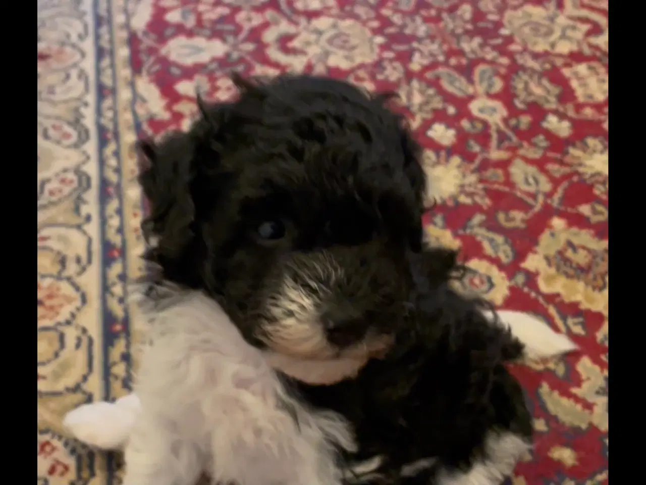 Billede 2 - Puddel hvalpe