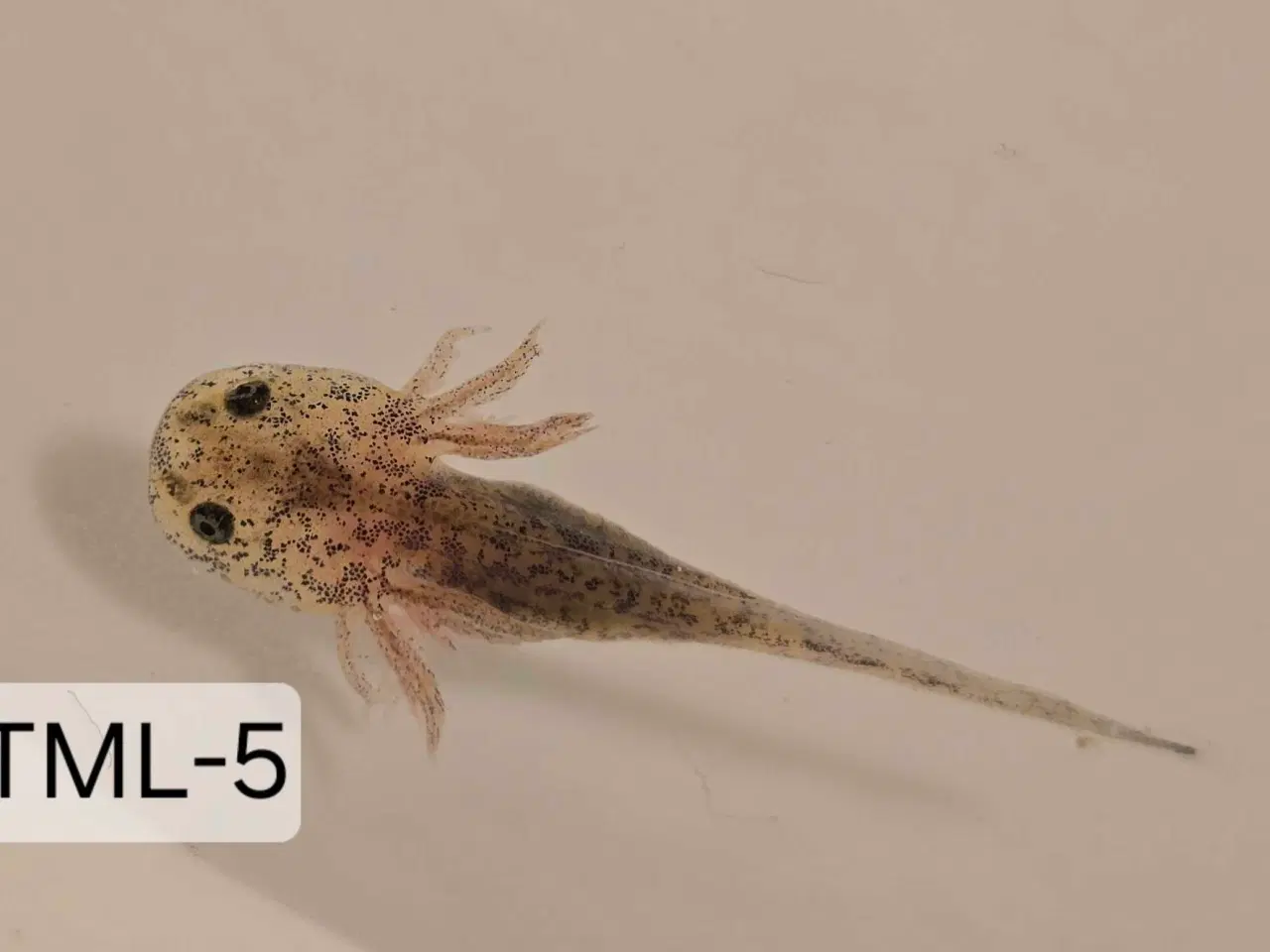 Billede 2 - Sjældene Axolotl unger m. Stamtavle 