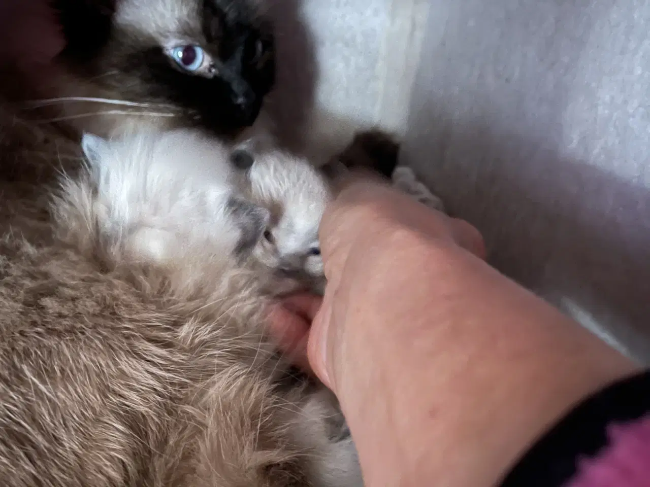 Billede 5 - Ragdoll killinger (med sundhedstjek, vaccine)