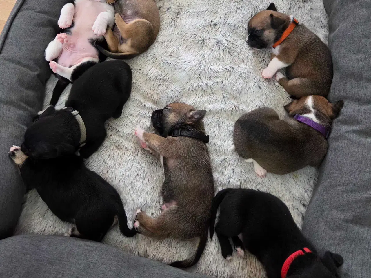 Billede 1 - Bullhuahua hvalpe 