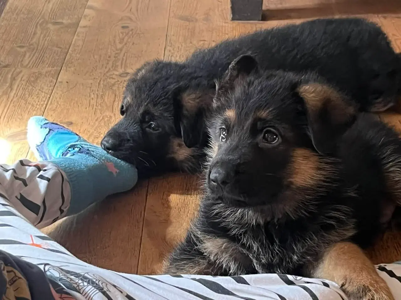 Billede 5 - Schæfer hvalpe (drenge)