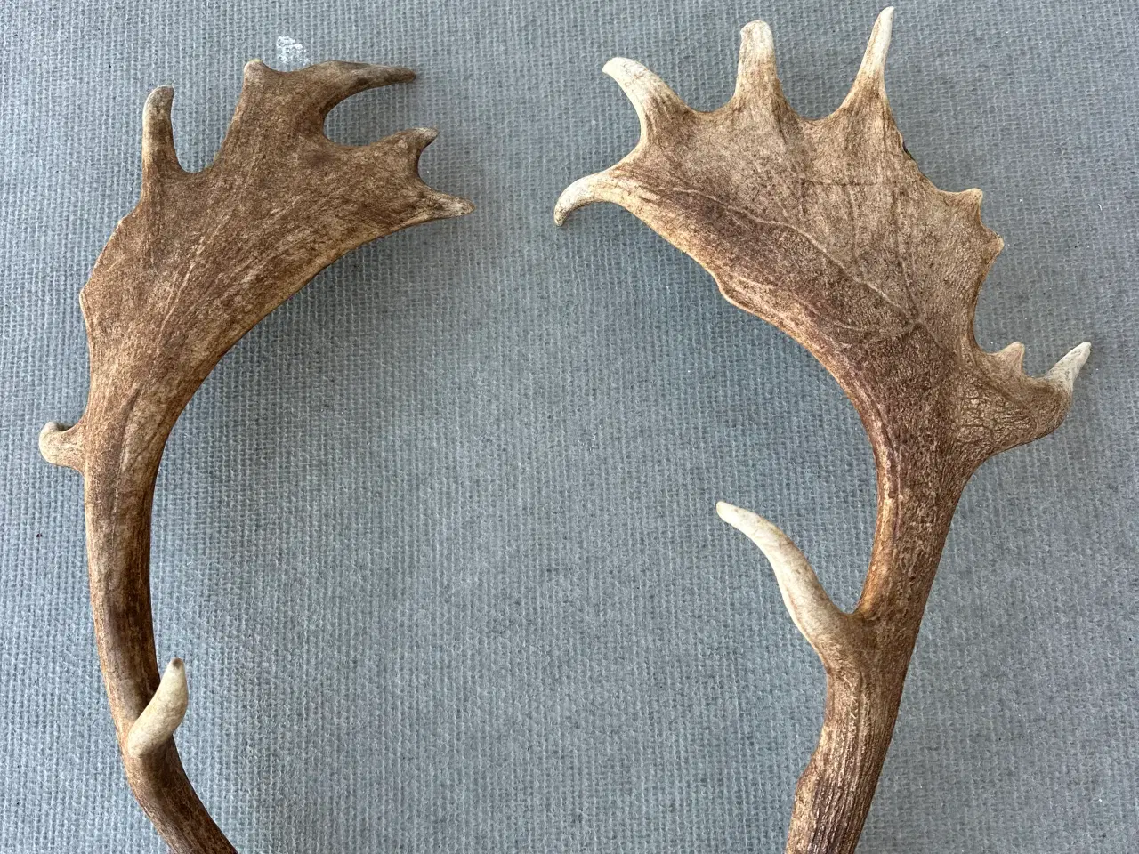 Billede 1 - Store flotte kastestænger fra dåhjorte sælges