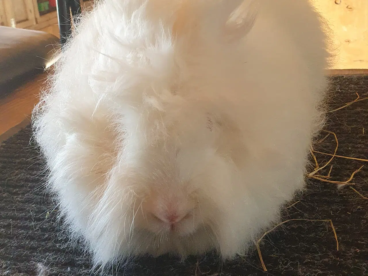 Billede 12 -  Angora unger