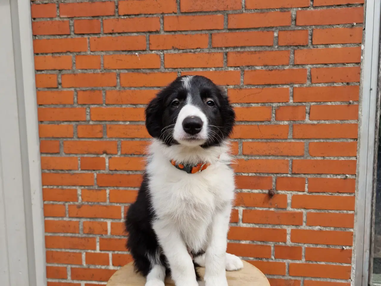 Billede 5 - Border Collie hvalpe