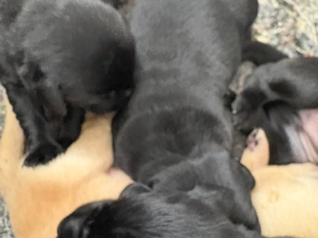 Billede 5 - Hvalpe Labrador Formel 1