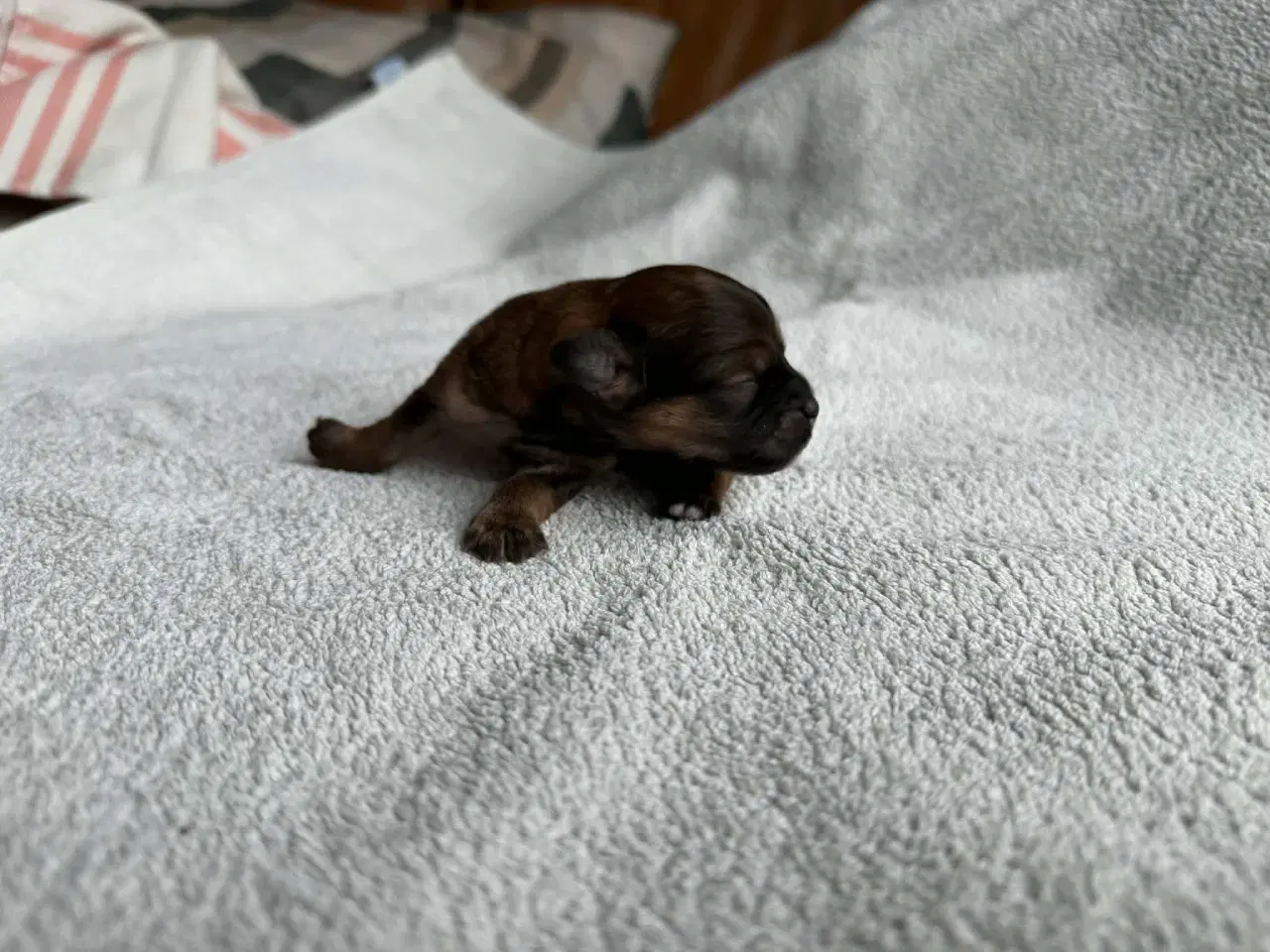 Billede 2 - LhasaDoodle hvalpe sælges