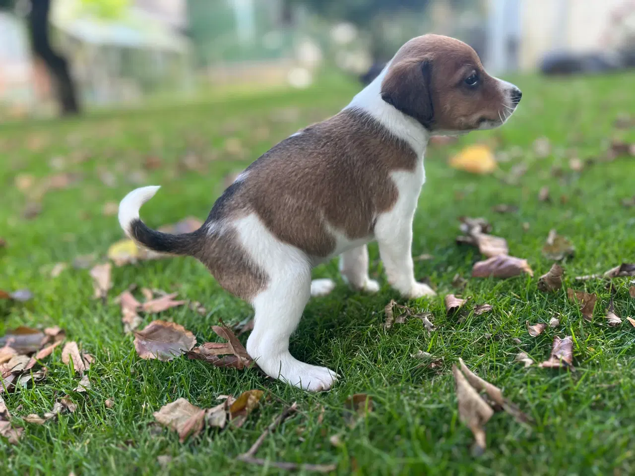 Billede 6 - Dansksvensk Gårdhund hvalpe