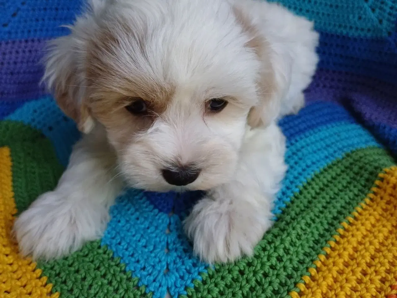 Billede 8 - Maltipoo hvalpe sælges 