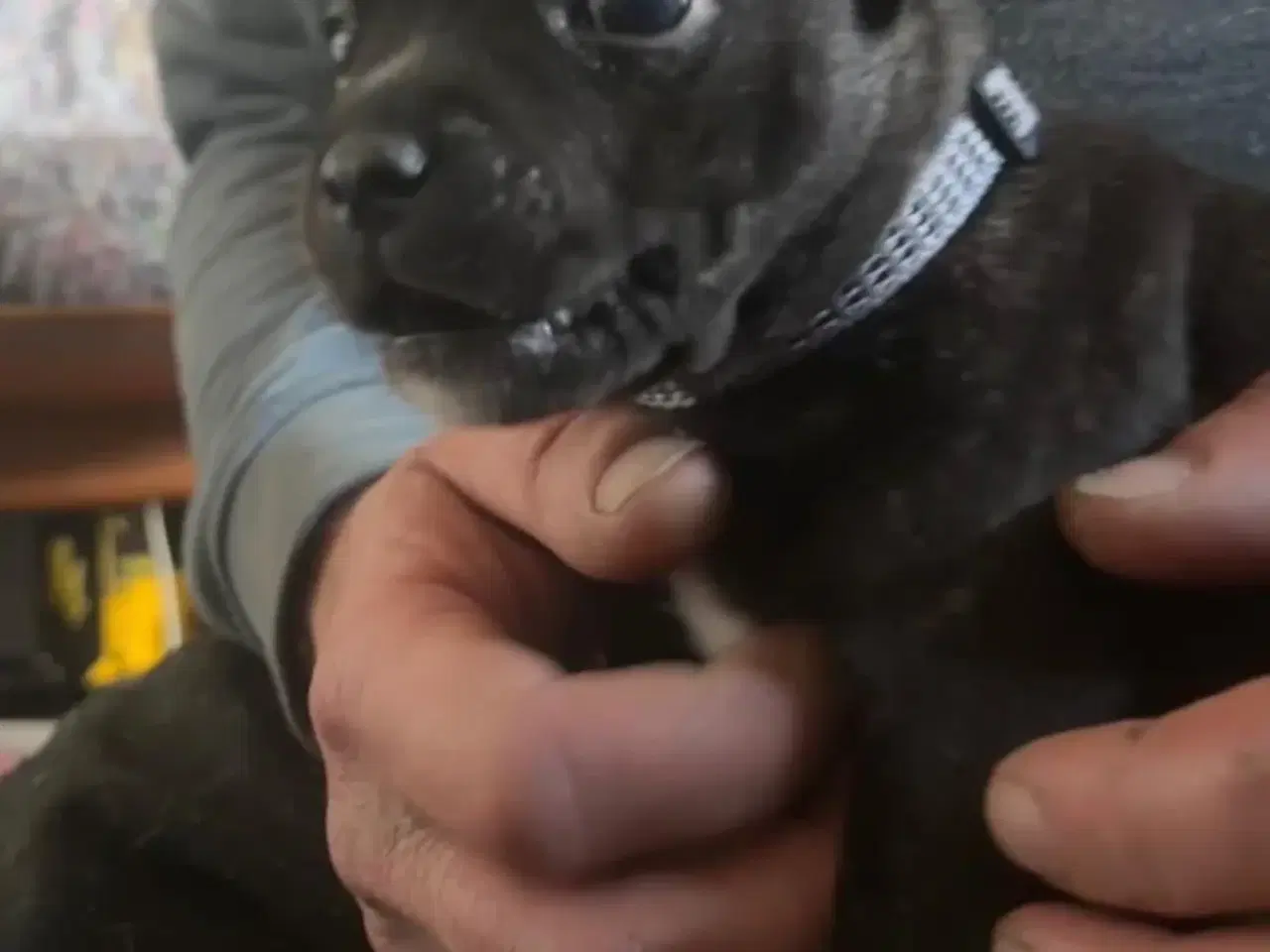 Billede 2 - Staffordshire Bull Terrier