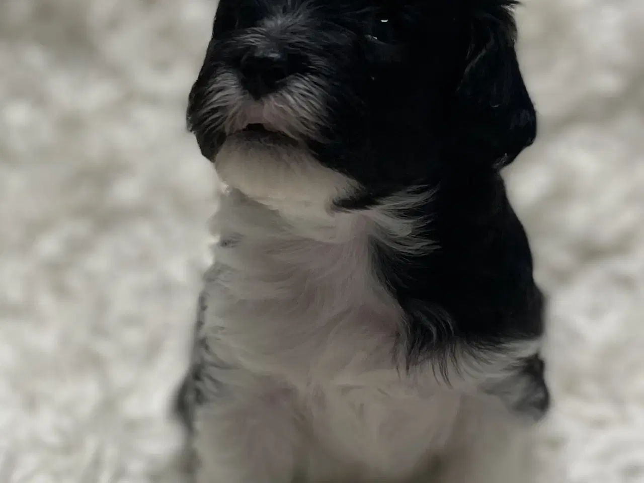 Billede 2 - Skønne plettede Lhasa-doodles hvalpe