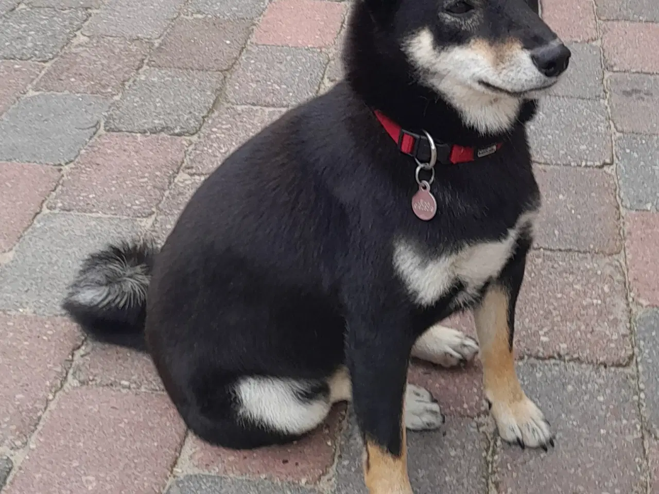 Billede 2 - Shiba tæve tilsalg 
