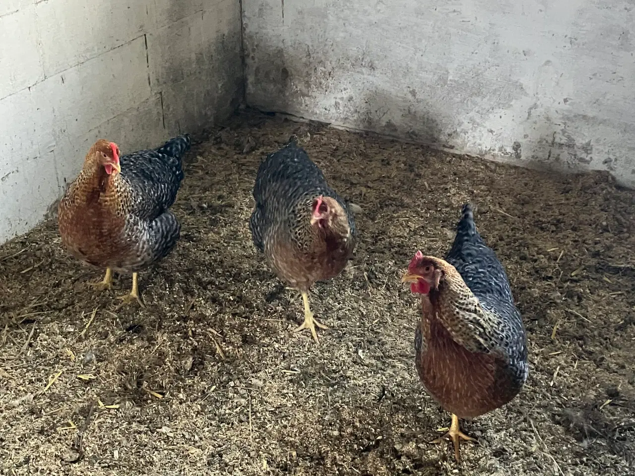 Billede 2 - Bielefelder høns