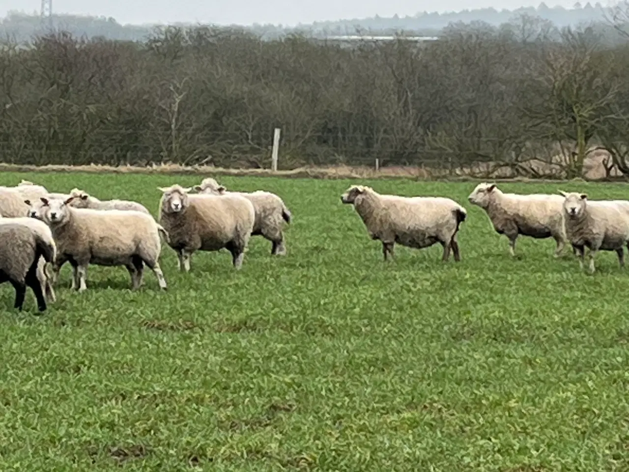 Billede 3 - Får sælges