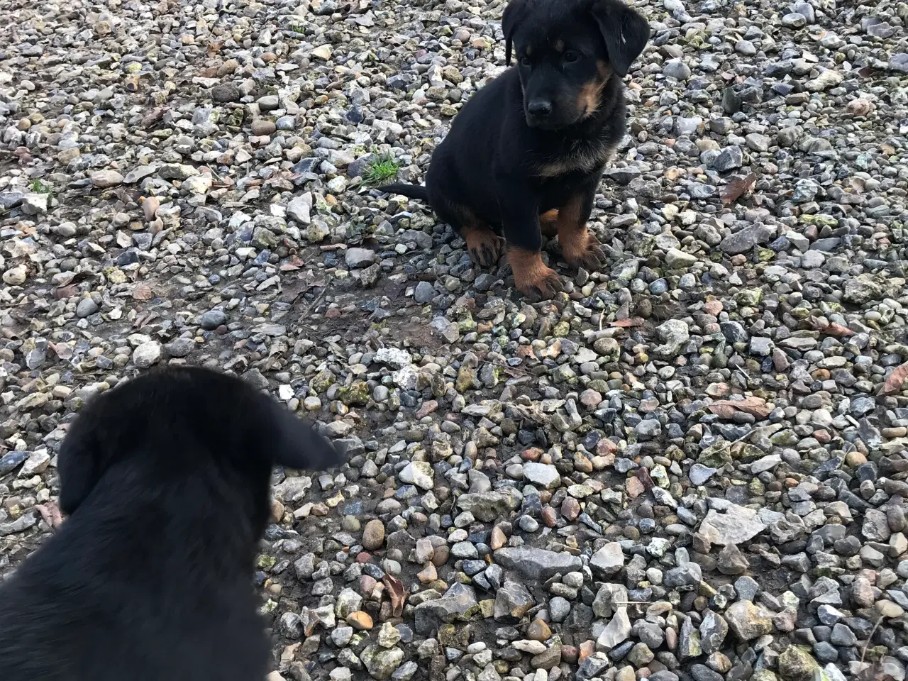 Billede 4 - Rottweiler/schæfer hvalpe