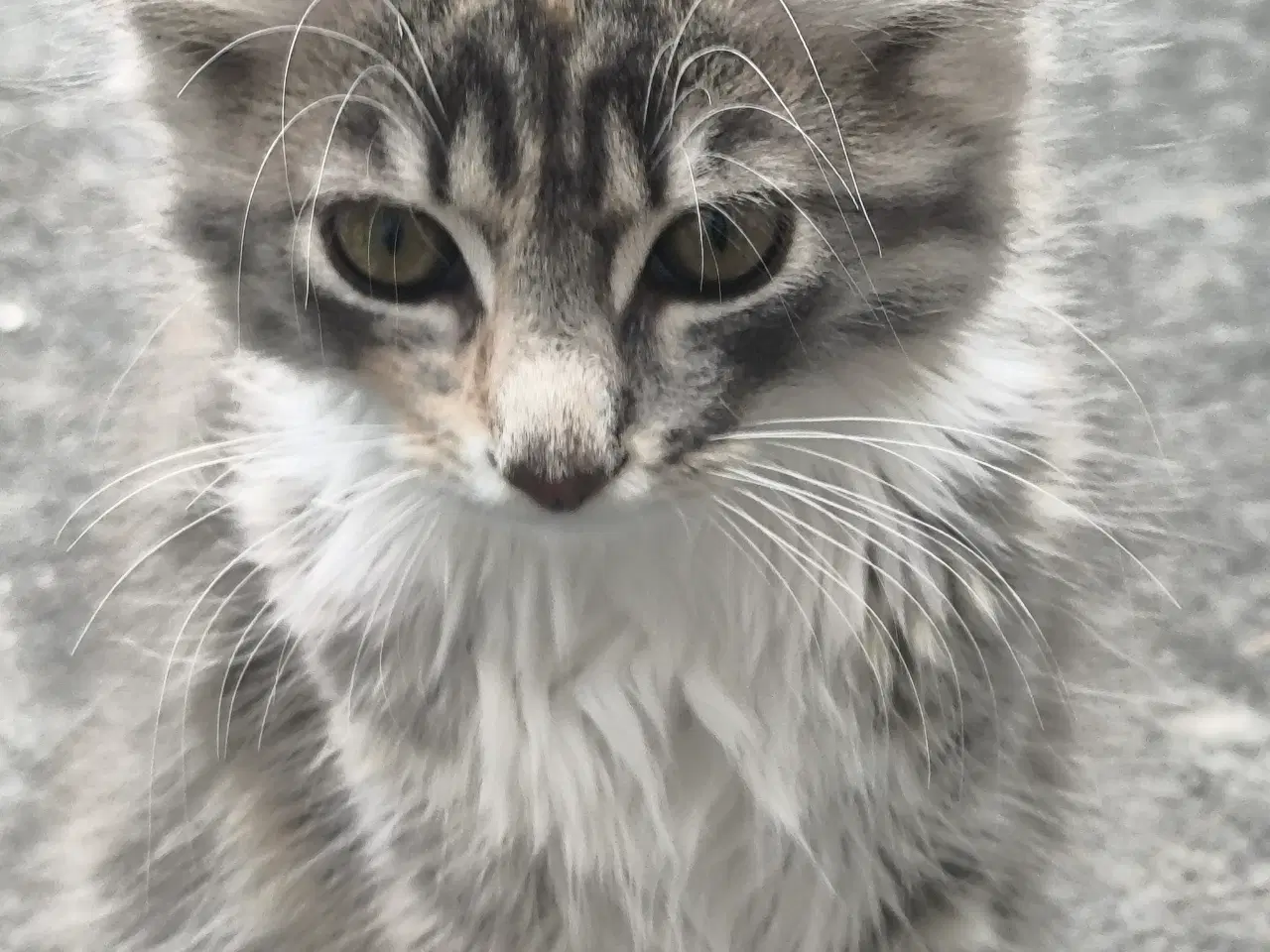 Billede 9 - Main coon/skovkat killinger 