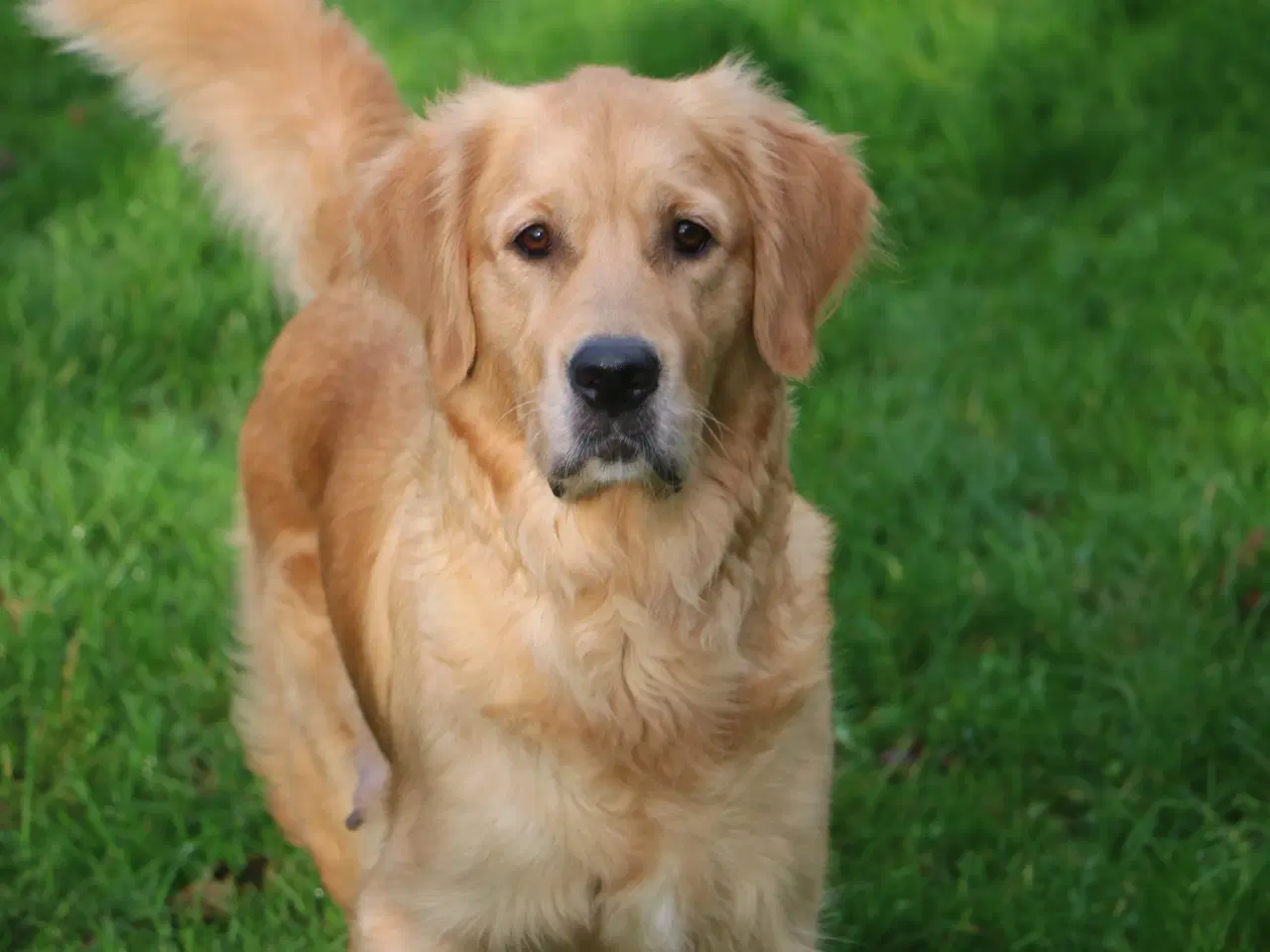 Billede 13 - Verdens smukkeste Golden Retriever hvalpe