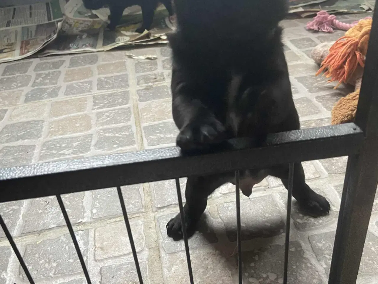 Billede 7 - Små frække moppeloppe bamser