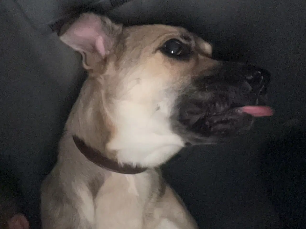 Billede 2 - Rigtig smuk pige hør efter og elsker at går en tur