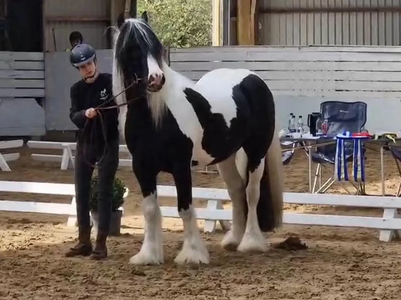 Billede 4 - Ung lækker velredet hingst 