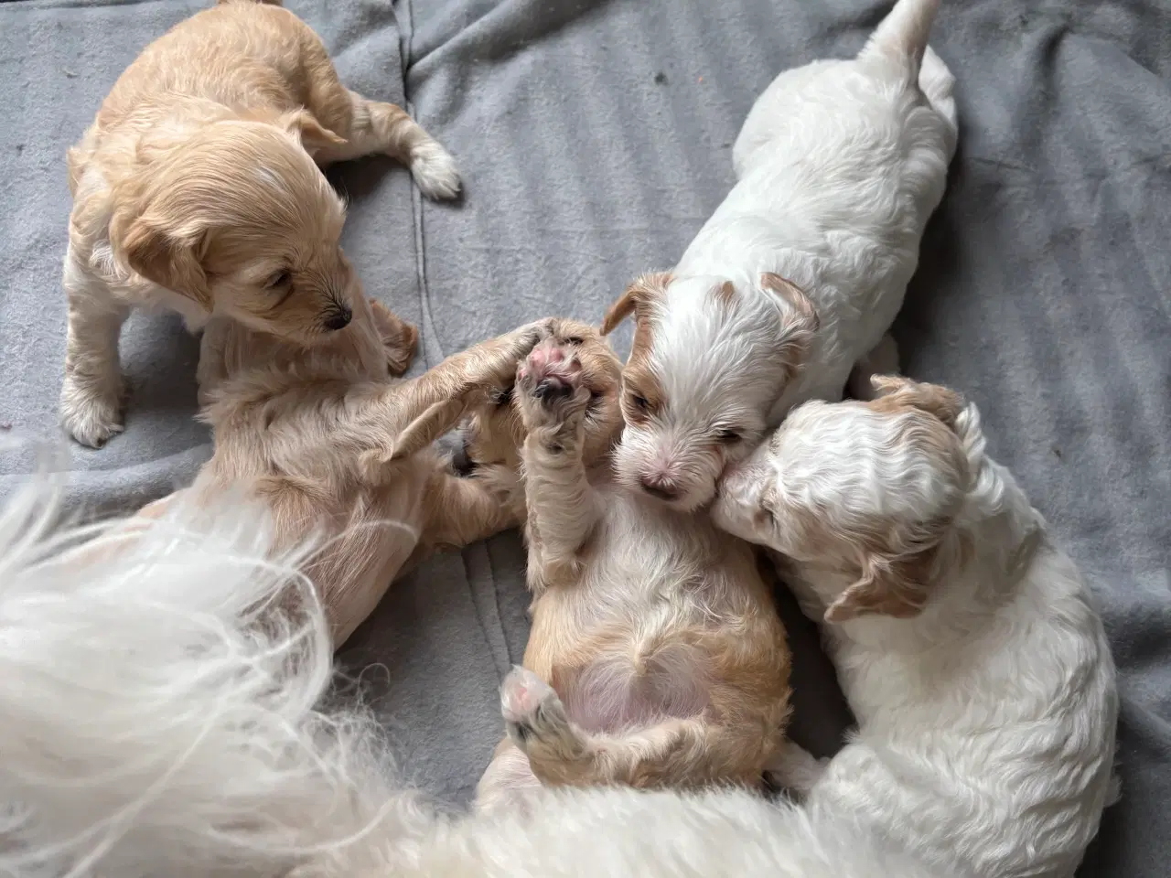 Billede 7 - Skønneste hundehvalpe, Bichonpoo/Doodle 