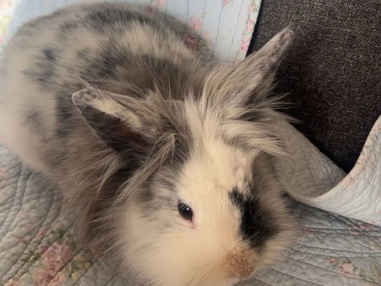Billede 4 - Løvedhoved/rex hun kanin