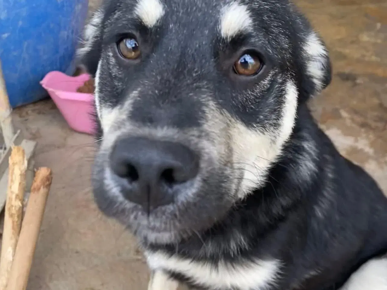 Billede 8 - Skønne Zigga søger efter sit aller første hjem