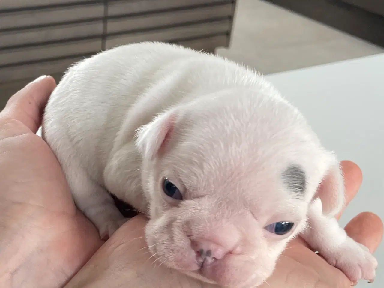 Billede 2 - Fransk bulldog hvalpe