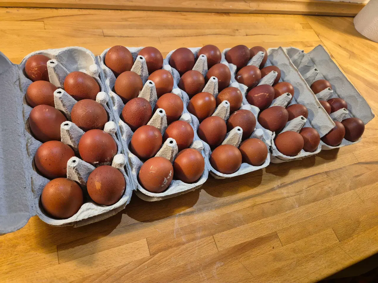 Billede 2 - Rugeæg/kyllinger 