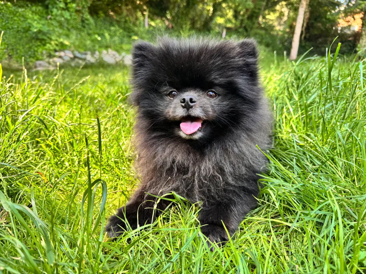 Billede 7 - Pomchi hvalpe 