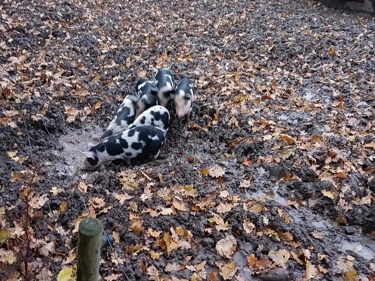 Billede 3 - Gl Dansk/Duroc smågrise