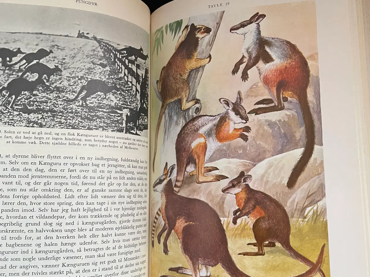 Billede 2 - Ingvald Lieberkinds Dyreleksikon 10 bind