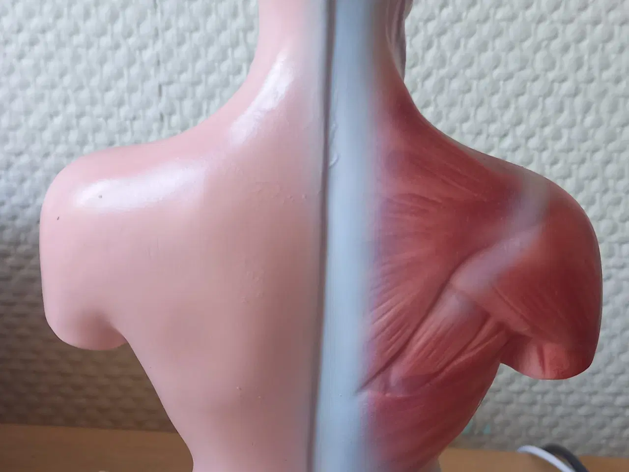 Billede 3 - Torso, anatomisk model 28 cm høj