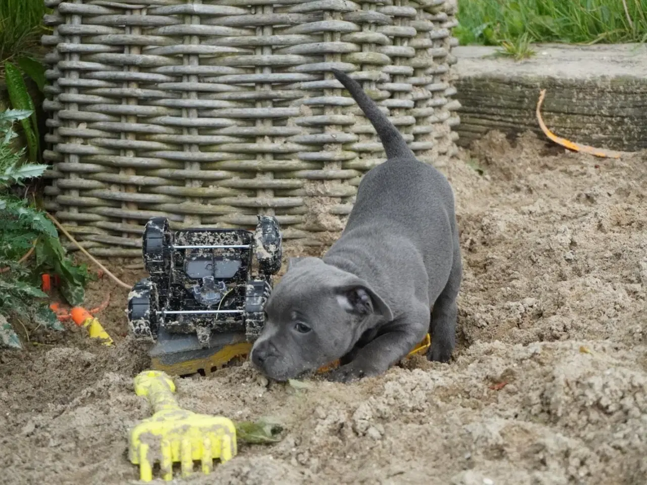 Billede 5 - Engelsk staffordshire bullterrier