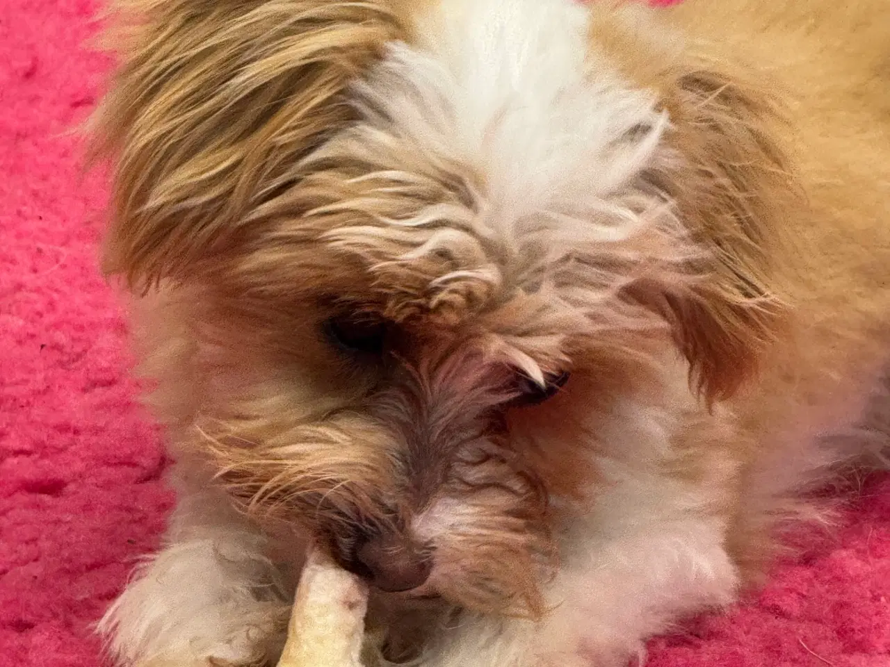 Billede 5 - Maltipoo4love 2 Smukke  drenge 