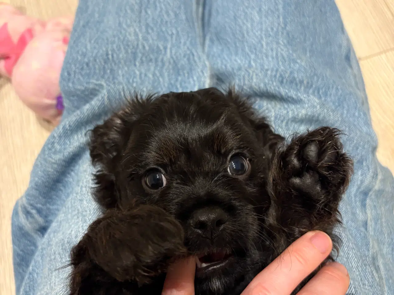 Billede 2 - Rejseklar cavapoo hvalp