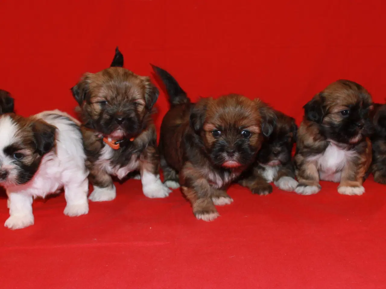 Billede 10 - Lhasa Apso hvalpe