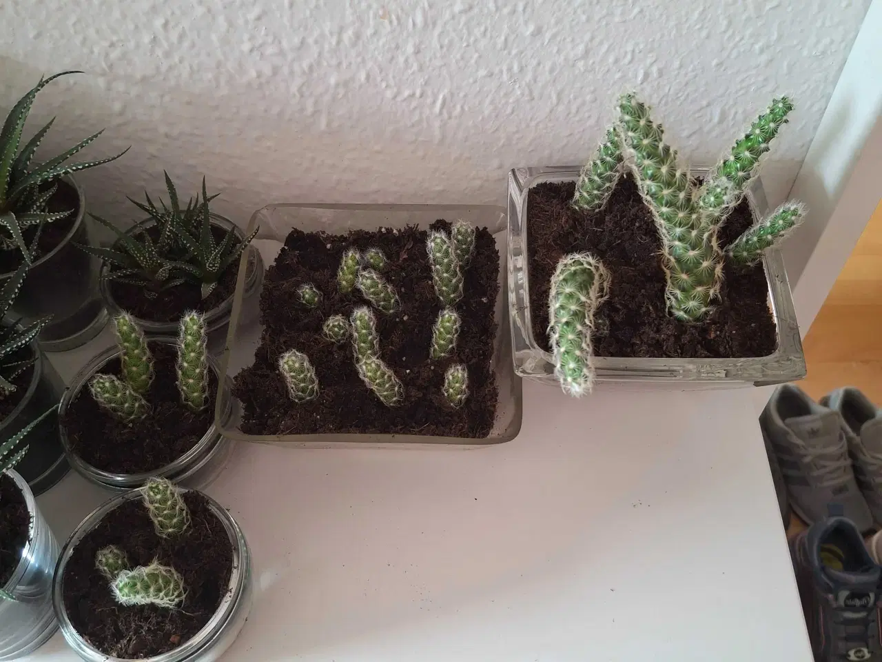 Billede 5 - Baby-planter klar til nye vindueskarme