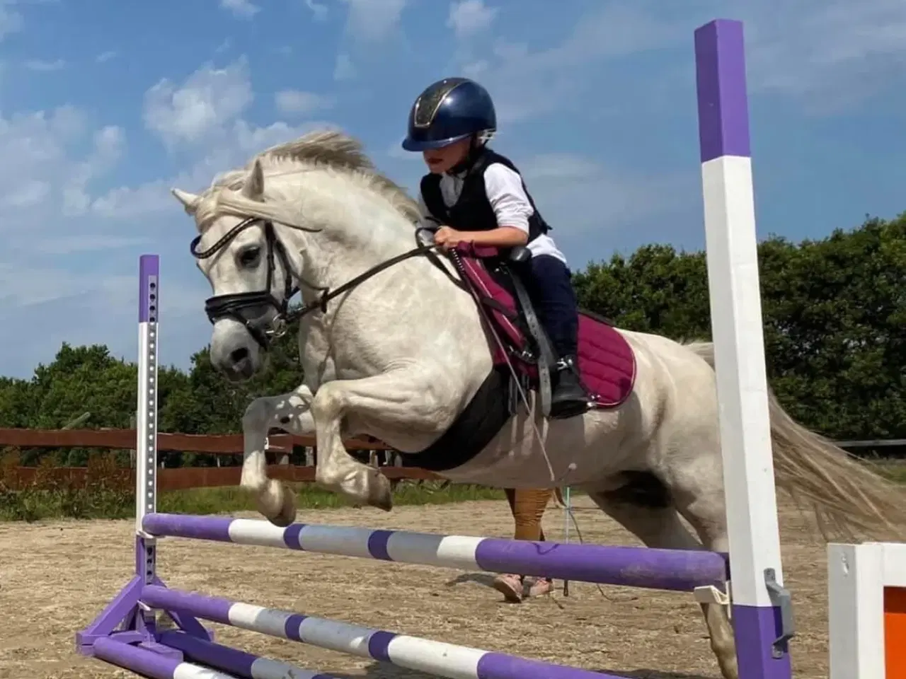 Billede 2 - Welsh pony