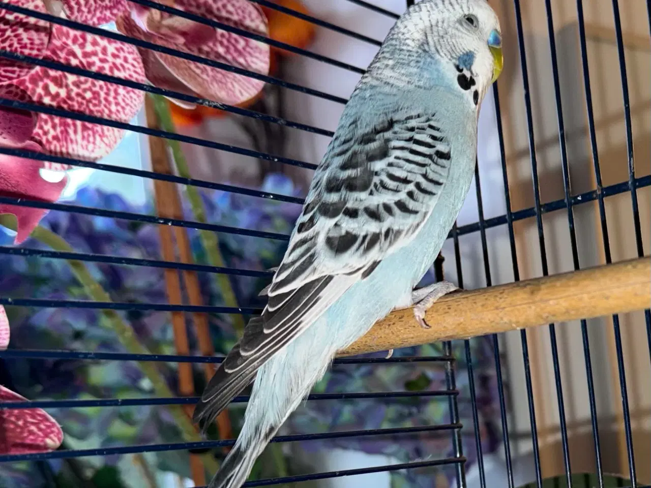 Billede 13 - Australske undulater 