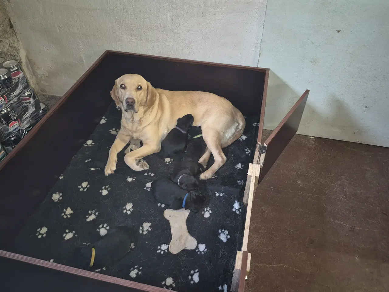 Billede 3 - Labrador hvalpe 