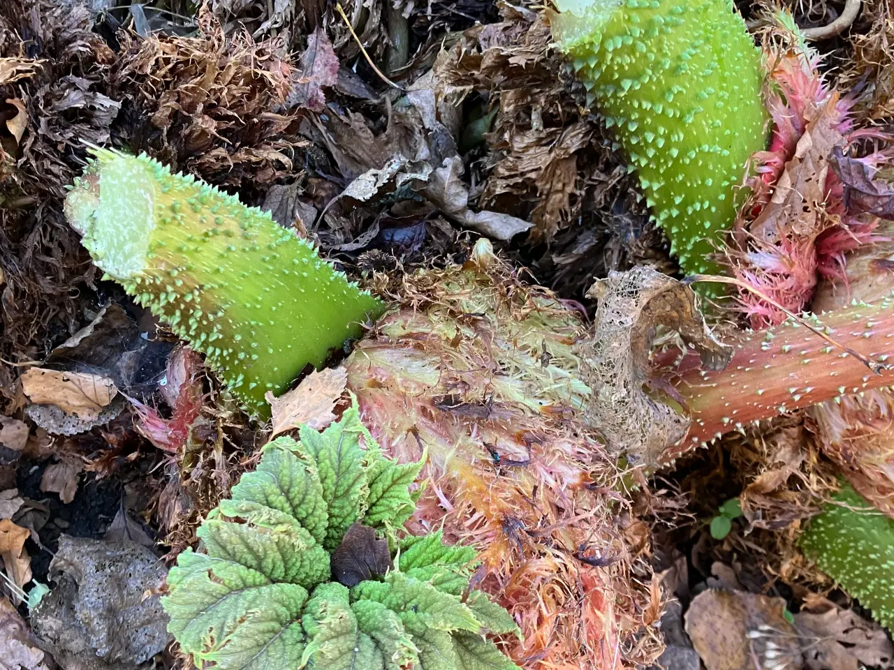 Billede 5 - Sideskud og frø af mammutblad (Gunnera Manicata)