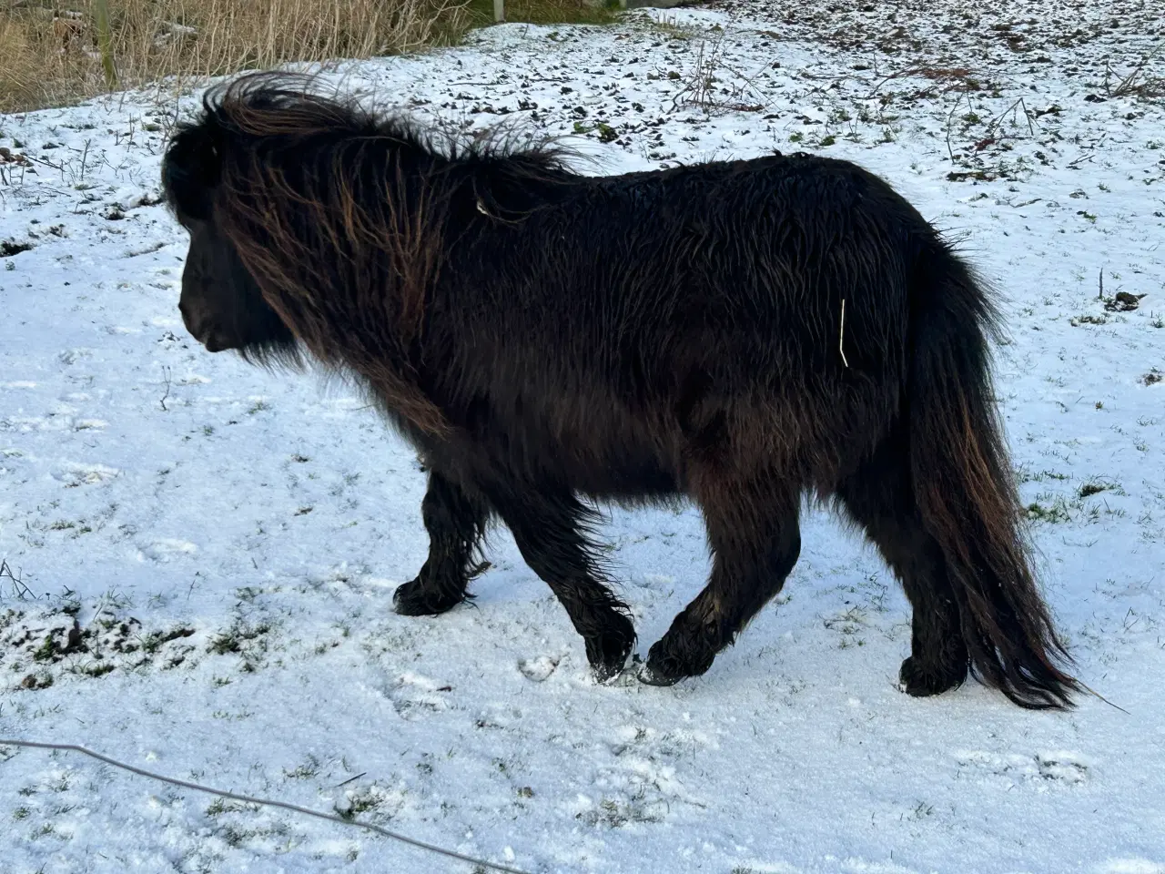 Billede 4 - Skøn mini shetlænder hoppe sælges 