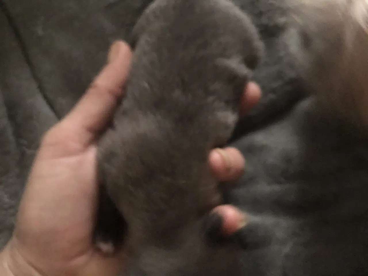 Billede 18 - Shih Tzu / Chihuahua blanding